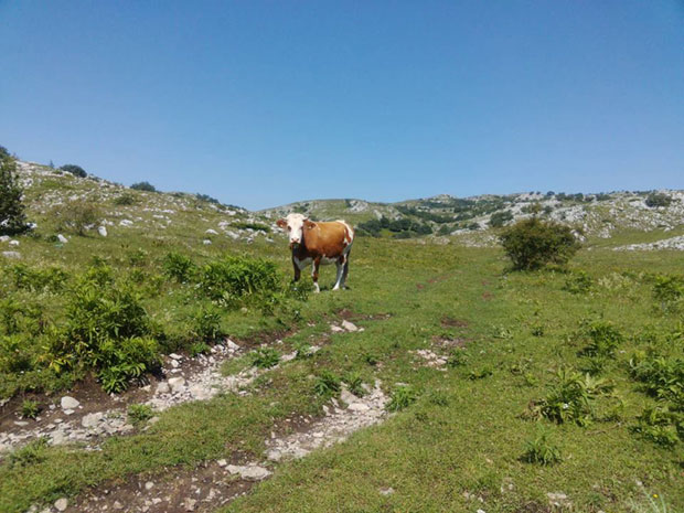 СТОЧАРИ НЕВИДЉИВИ ЗА ДРЖАВУ: Без потврде нема субвенција